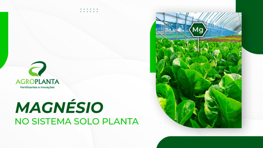 Fertilizante: efeitos do magnésio sendo aplicado no solo